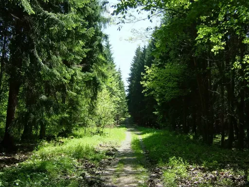 Tour-Bild Wald und Hügel Suree-Büron-Rickenbach-Schenkon