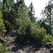 Bild Königsweg (Camino real), La Palma (Kanaren) 12 