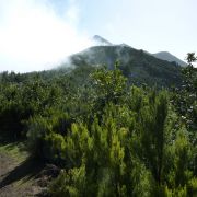 Bild Königsweg (Camino real), La Palma (Kanaren) 6 