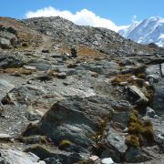 Bild Gornergrat, Zermatt 12 