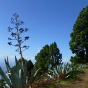 Bild Mendotrail, La Palma (Kanaren) 13 