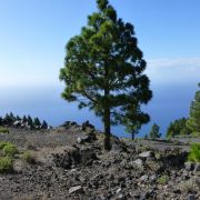 Bild Mendotrail, La Palma (Kanaren) 18 