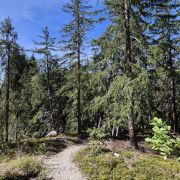Trail Richtung Bergruine Schwarzenstein
