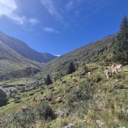 Uphill Richtung Alp Gren