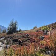 Trail