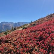 Herbstfärbung Heidelbeeren