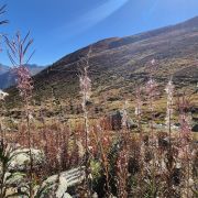 Natur pur